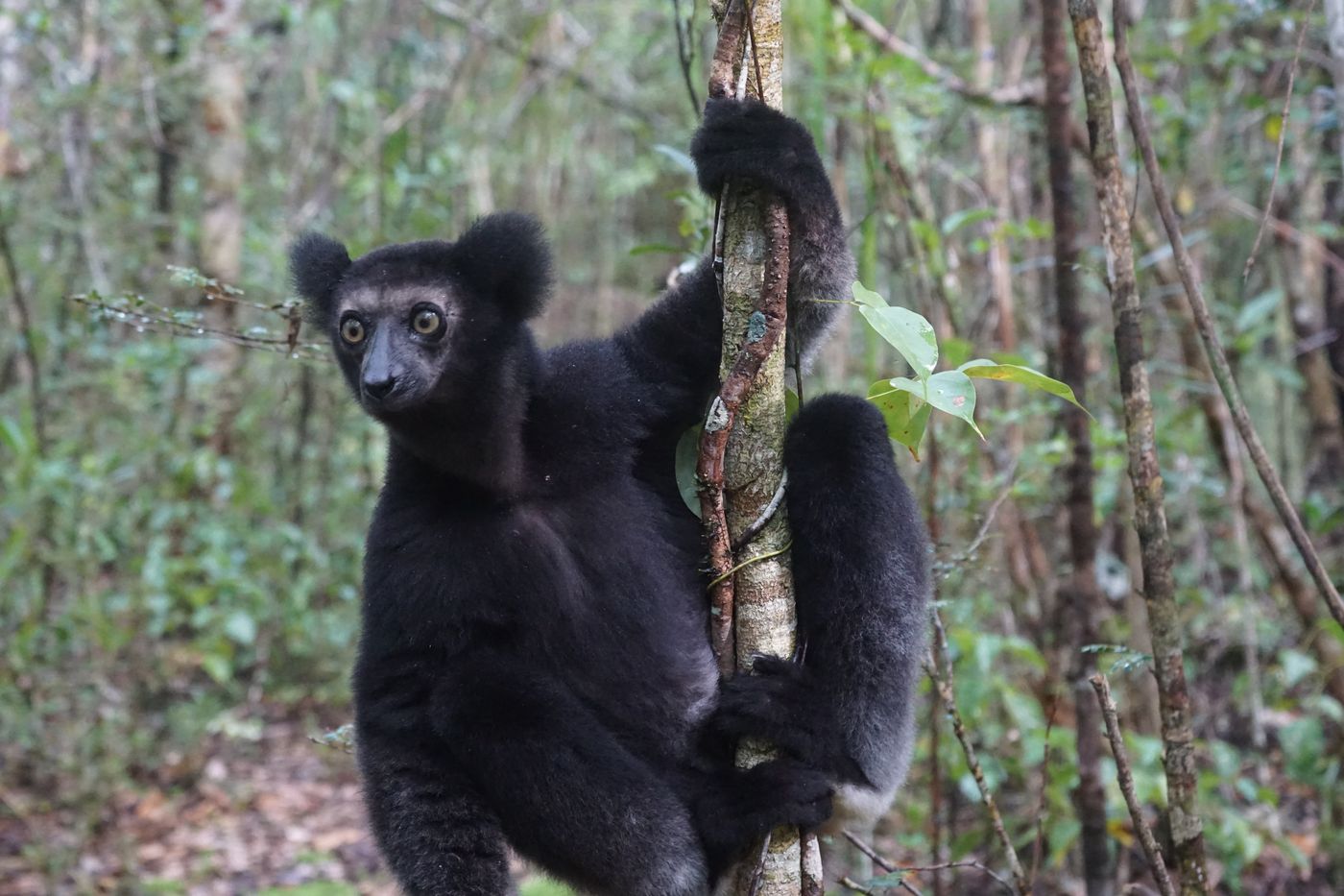 This image for Image Layouts addon